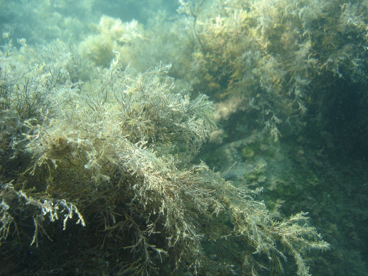 Сколько видов водорослей насчитывается в черном море